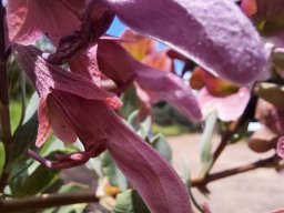 Salvia lanceolata flowers at an angle